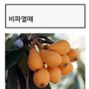 비파