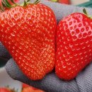 소수농장 이미지