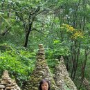 코스모스장 이미지