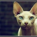 고양이는외계인 이미지