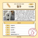 명랑유치원 | 하남 미사 애견유치원 [퍼시독] 찐찐찐 솔직후기