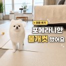 포메라니안 미용 후기｜별이 물개컷, 짧게 밀지 않은 이유