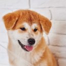 프로펫애견미용학원 이미지
