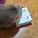 스마트캣 이미지