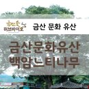 백암느티나무 이미지