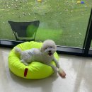 딩동댕댕 애견유치원 이미지