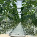 희망농장2 이미지