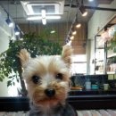 에스엘 독 이미지