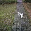 신원동물메디컬센터 이미지