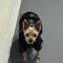 고Dog | THE DOG FACE (더도그페이스) 패딩 후기