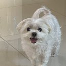 댕댕묭실 이미지