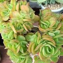 상학농장 이미지