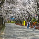 가평 상천리 벚꽃 이미지