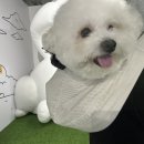 지니펫살롱 네이버블로그