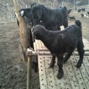 아기염소 이미지