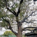 죽전마을 이미지