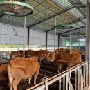 황소 태양광발전소 이미지