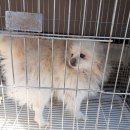 강상면 백병길 노트펫
