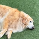 김포 보스독 이미지