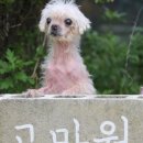 지켜줄개 이미지