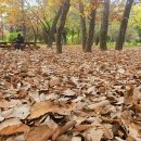 천년의숲정원 이미지