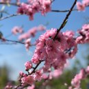 봄날오다 이미지