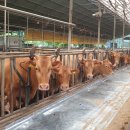 아산목장 이미지