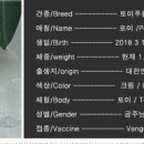 토이포이 이미지