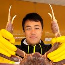 당신대게 이미지