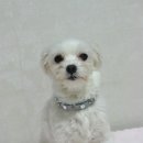 떼소로 이미지