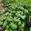 마산농장 이미지