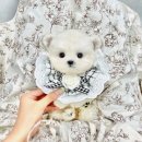 오독안심분양센터 강아지분양 고양이분양 광주점 이미지