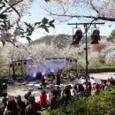 안산벚꽃음악회 이미지