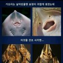 아싸가오리