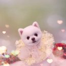 아토그루밍 이미지