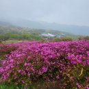황매산 철쭉제 | (합천 가볼 만한 곳) 합천 황매산 철쭉제 후기 및 개화상황