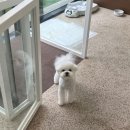 메모르드몽 이미지