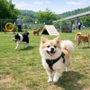 공원 휴게소 | 반려동물 공원이 있는 자동차 휴게소! 이렇게 활용하면 여행이 훨씬 편해져요!