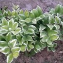 둥굴레펜션 이미지