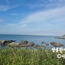 꽃보다댕댕이 | 부산 기장 가볼만한곳 댕댕이 산책도 가능한 오랑대공원