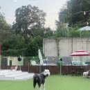 썸바디독스 파주분점 이미지