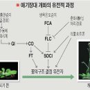 꽃은 왜 어떻게 필까? 이미지