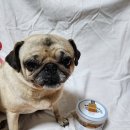 이로운덴탈 | [강아지 덴탈껌 추천] 코코브라운 덴탈바게트 미니, 우리 댕댕이 치아 관리 필수템! (feat. 협찬 솔직...