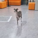 개랑놀아주는남자 이미지