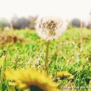 형통화물