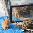 고양이집 이미지