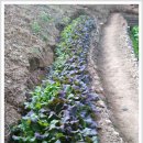 선배네농장 이미지