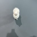 땅콩 애견유치원 이미지