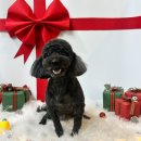 성신유치원 | 성북구 서울 애견 카페 호텔 미용 전부 가능한 행복하개 키울고양 푸들 미용 후기