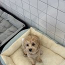 퍼피타임 | 까치산 애견호텔, 화곡동 애견미용 &#39;퍼피파파&#39; 후기 !!